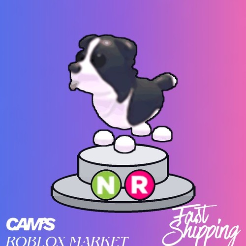 Border collie consegna - border,